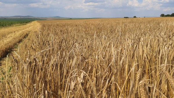 Barley harvest