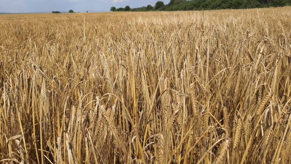 Barley harvest 1