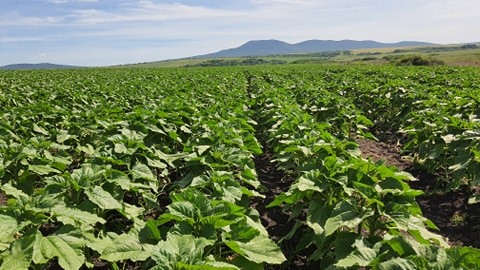 Sunflower 7