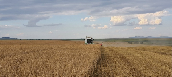 Harvest_3