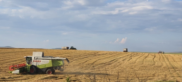Harvest_4