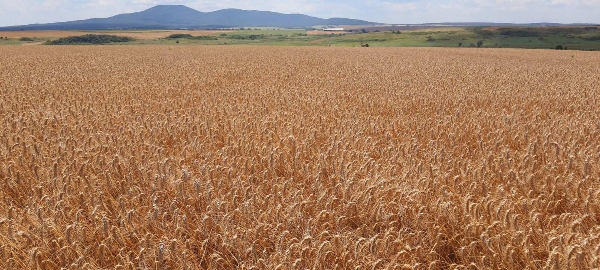 Harvest_6