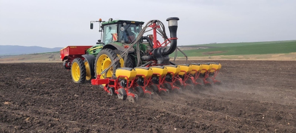 Sunflower_sowing