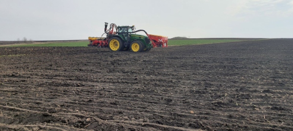 Sunflower_sowing_4